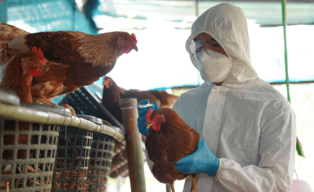 Experts Watching Bird Flu Carefully in Case It Takes Off