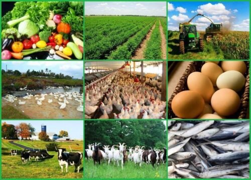 agriculture business