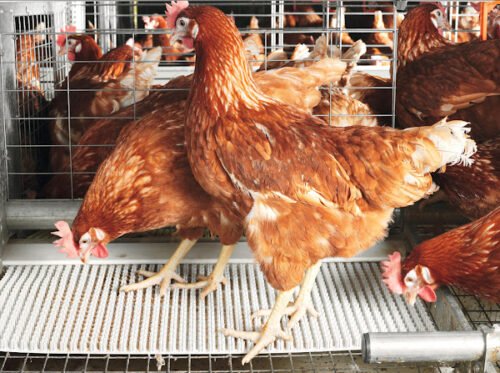 Poultry Farming business